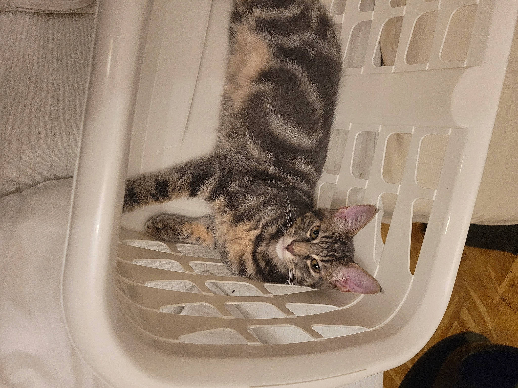 Michoko a rejoint le concours — aidez-le/la à gagner de superbes lots ! automotive_tire, carnivore, cat, cat_supply, comfort, domestic_short_haired_cat, felidae, flooring, foot, fur, grey, paw, room, small_to_medium_sized_cats, snout, tail, terrestrial_animal, whiskers, window, wood