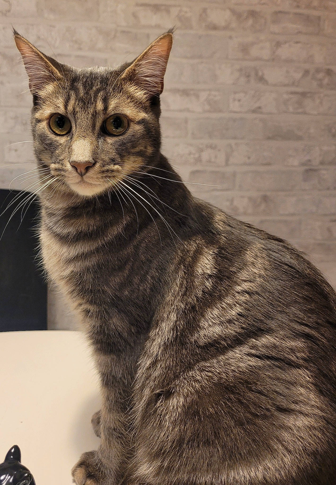 Michoko participe au concours pour gagner de l'argent avec cette photo : art, carnivore, cat, domestic_short_haired_cat, felidae, fur, illustration, small_to_medium_sized_cats, snout, terrestrial_animal, whiskers, wildlife