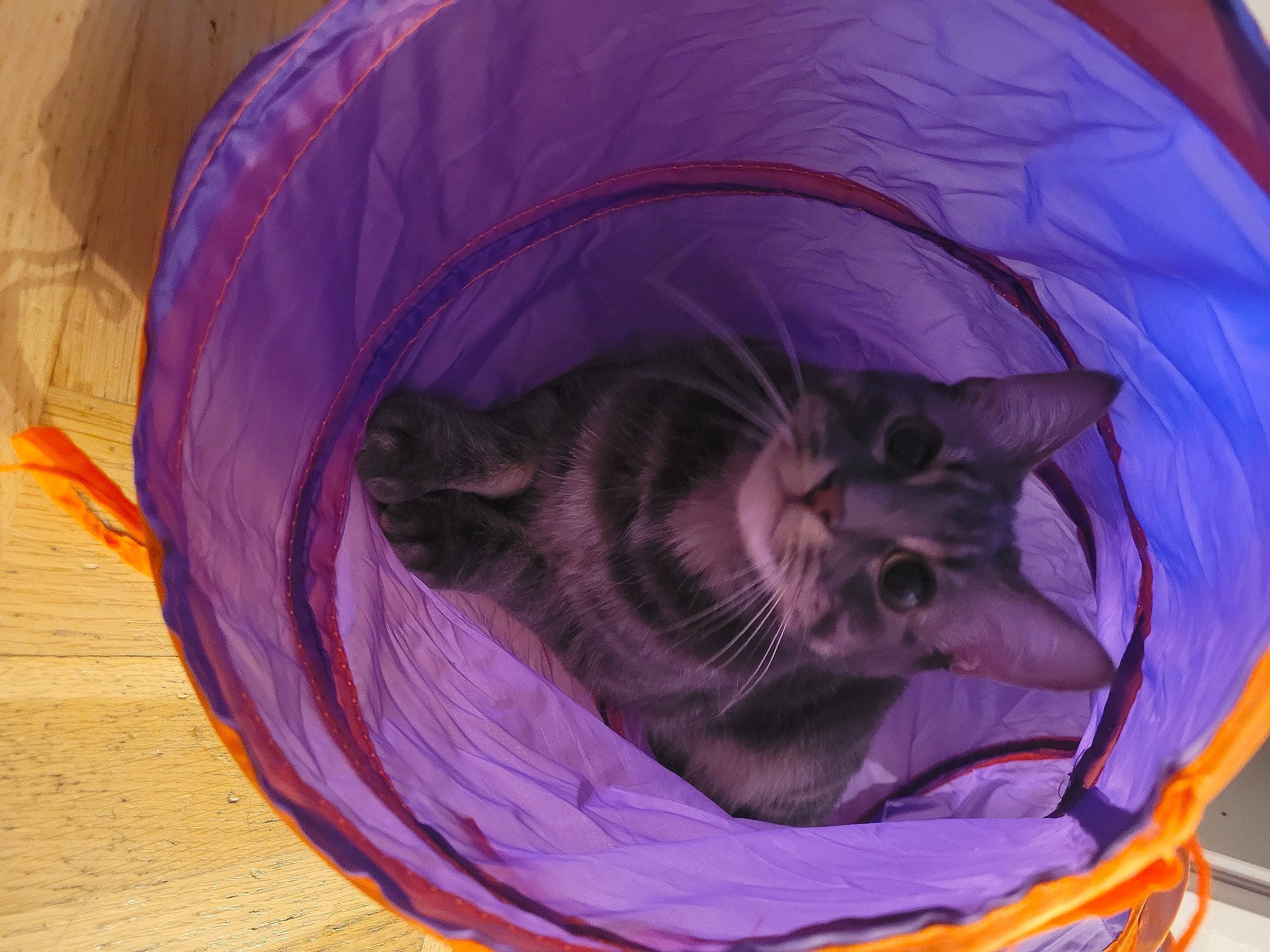 Michoko a rejoint le concours — aidez-le/la à gagner de superbes lots ! bag, basket, bean_bag, carnivore, cat, cat_bed, cat_supply, chinchilla, circle, comfort, domestic_short_haired_cat, electric_blue, felidae, linens, magenta, pet_supply, purple, small_to_medium_sized_cats, washing_machine, whiskers