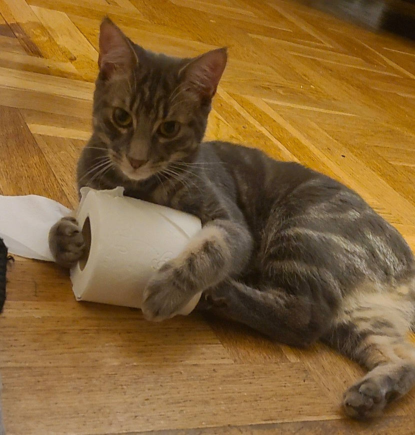 Michoko a rejoint le concours — aidez-le/la à gagner de superbes lots ! carnivore, cat, cat_toy, claw, comfort, domestic_short_haired_cat, fawn, felidae, floor, flooring, fur, grey, hardwood, laminate_flooring, paw, small_to_medium_sized_cats, tail, whiskers, wood, wood_flooring