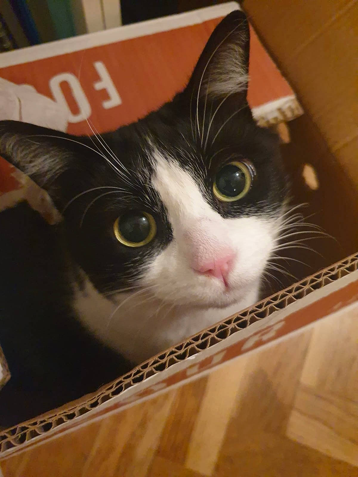 Chitos a rejoint le concours — aidez-le/la à gagner de superbes lots ! box, cardboard, carnivore, cat, comfort, domestic_short_haired_cat, eyelash, felidae, fur, hardwood, iris, packaging_and_labeling, pet_supply, publication, small_to_medium_sized_cats, snout, whiskers, wood