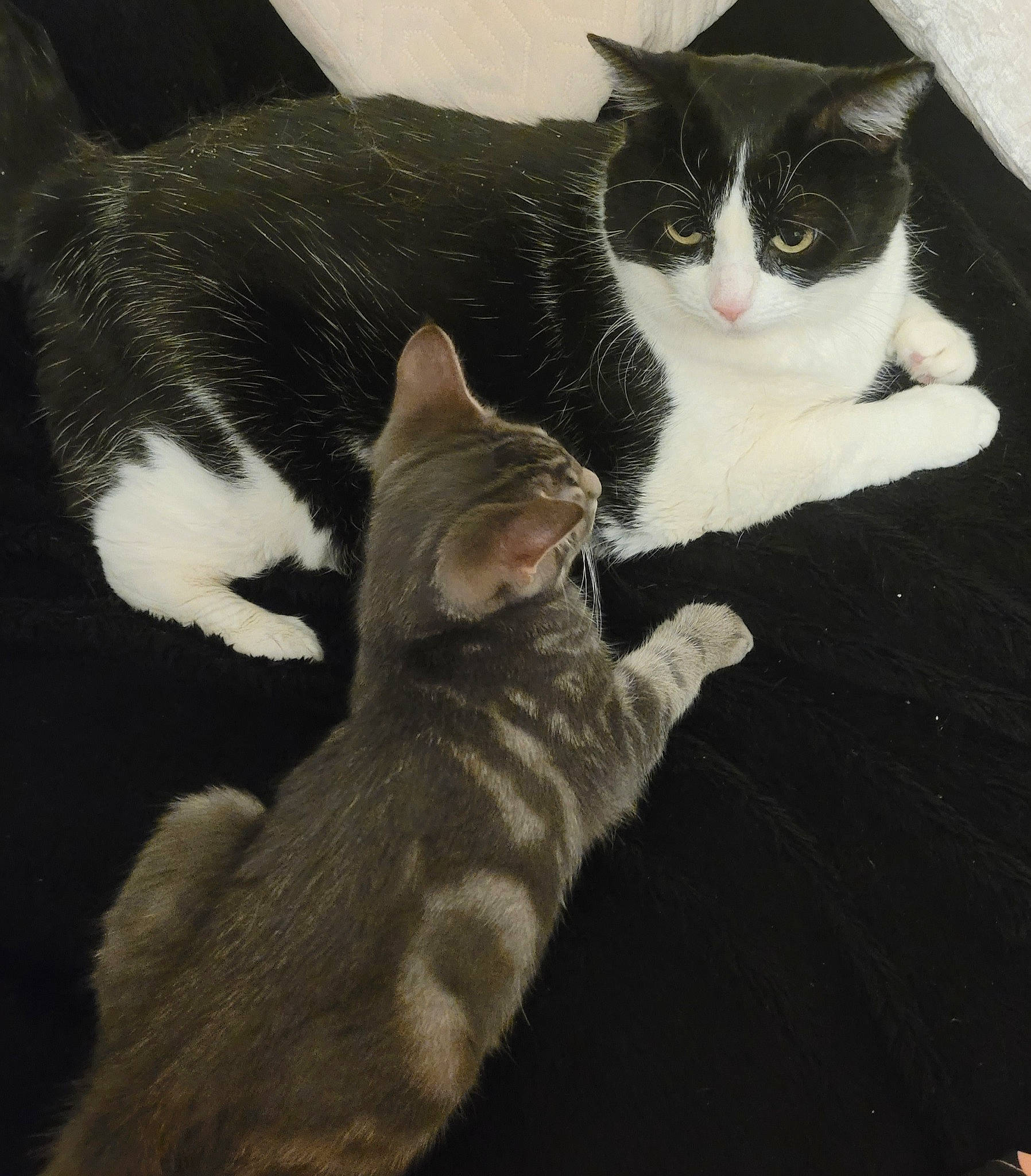 Chitos a rejoint le concours — aidez-le/la à gagner de superbes lots ! carnivore, cat, comfort, domestic_short_haired_cat, eye, felidae, foot, fur, grey, monochrome_photography, paw, sitting, small_to_medium_sized_cats, snout, tail, tree, vertebrate, whiskers