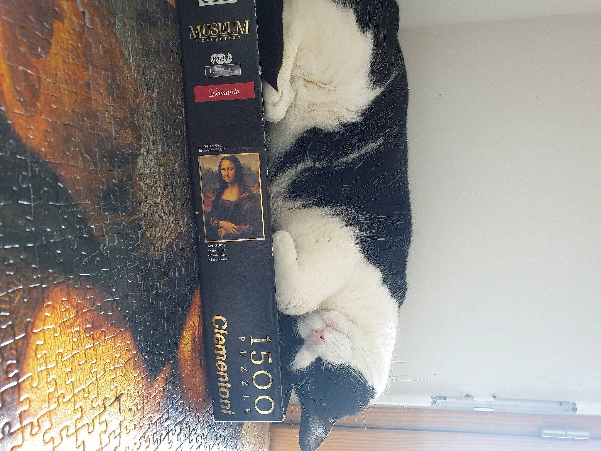 Chitos participe au concours pour gagner de l'argent avec cette photo : carnivore, cat, claw, domestic_short_haired_cat, felidae, font, foot, fur, leather, paw, small_to_medium_sized_cats, snout, tail, whiskers, window