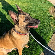 Athena is registered to the contest to win money with this photo: alert, animal, brown_fur, canine, collar, daytime, dog, ears_up, german_shepherd, grass, leash, nature, outdoor, pavement, pet, shadow, side_view, sitting, sunlight, tongue_out