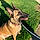 Athena
