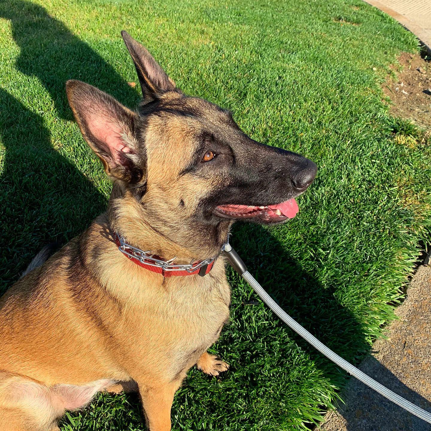 Athena is registered to the contest to win money with this photo: alert, animal, brown_fur, canine, collar, daytime, dog, ears_up, german_shepherd, grass, leash, nature, outdoor, pavement, pet, shadow, side_view, sitting, sunlight, tongue_out