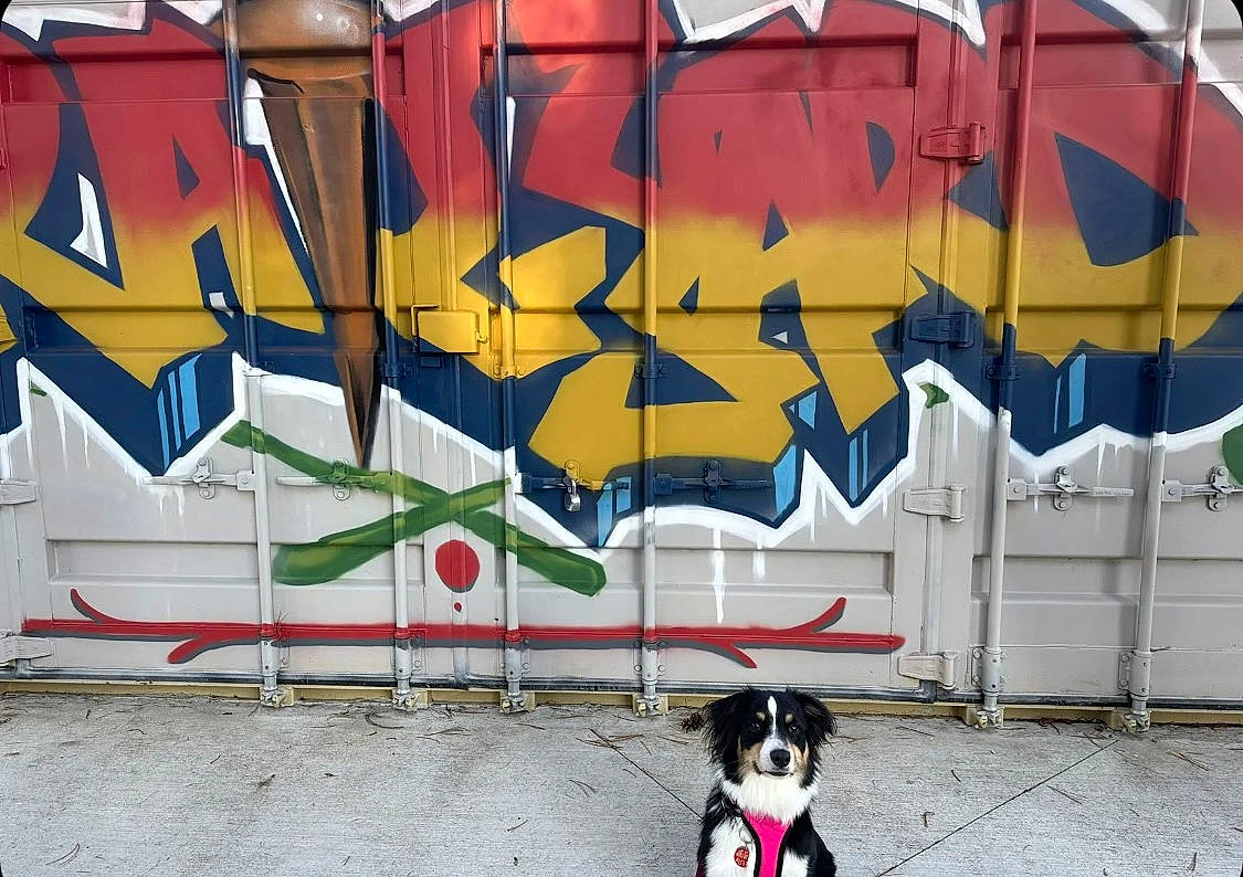 Lola joined the competition — help win amazing prizes! art, art_paint, azure, black, carnivore, design, dog, facade, font, graffiti, light, line, mural, paint, snapshot, street, tints_and_shades, visual_arts, wall, white