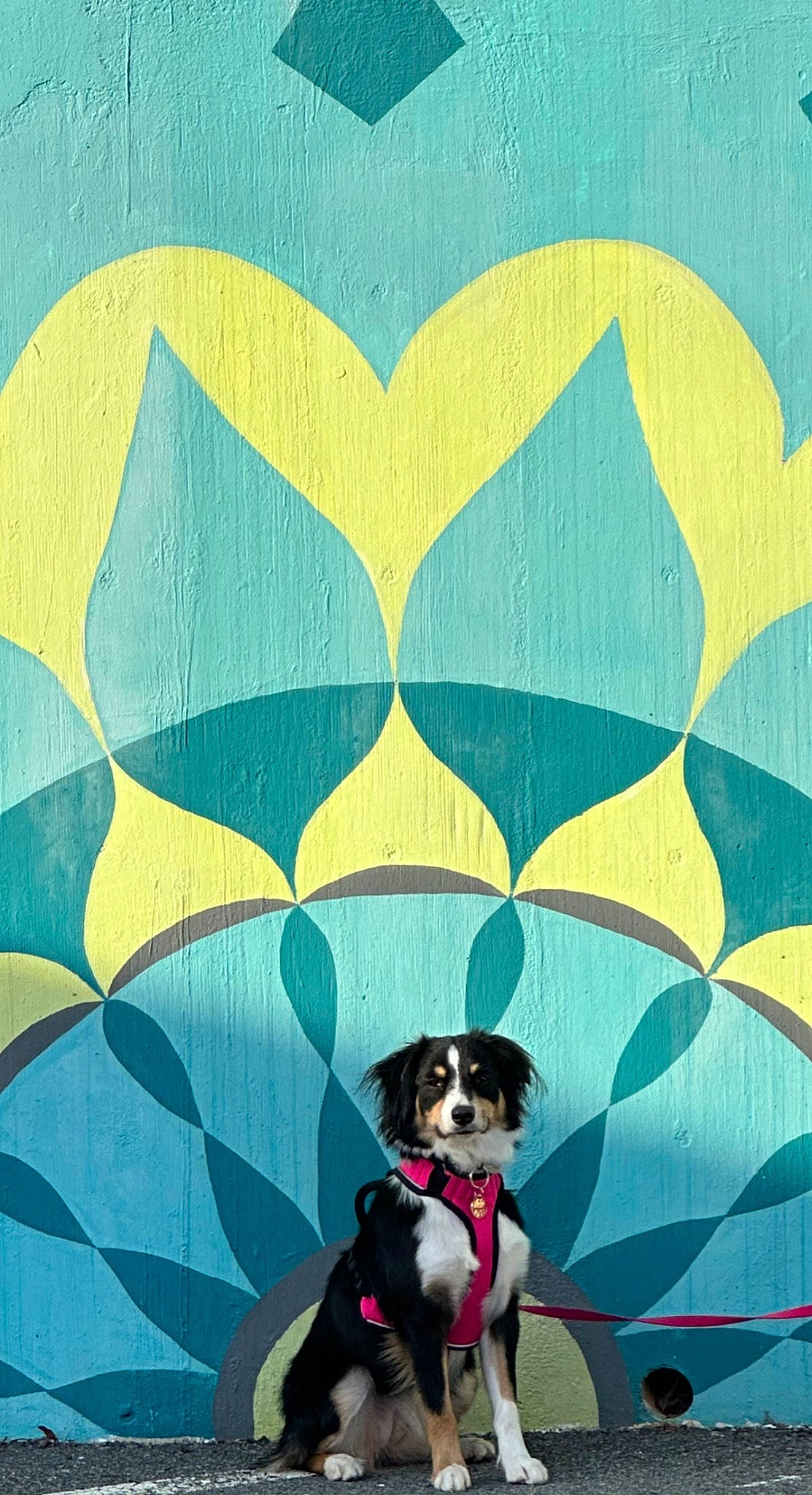 Lola joined the competition — help win amazing prizes! art, carnivore, companion_dog, dog, dog_breed, dog_supply, font, grass, green, illustration, line, mural, painting, pattern, rectangle, symmetry, tints_and_shades, toy_dog, visual_arts, working_animal
