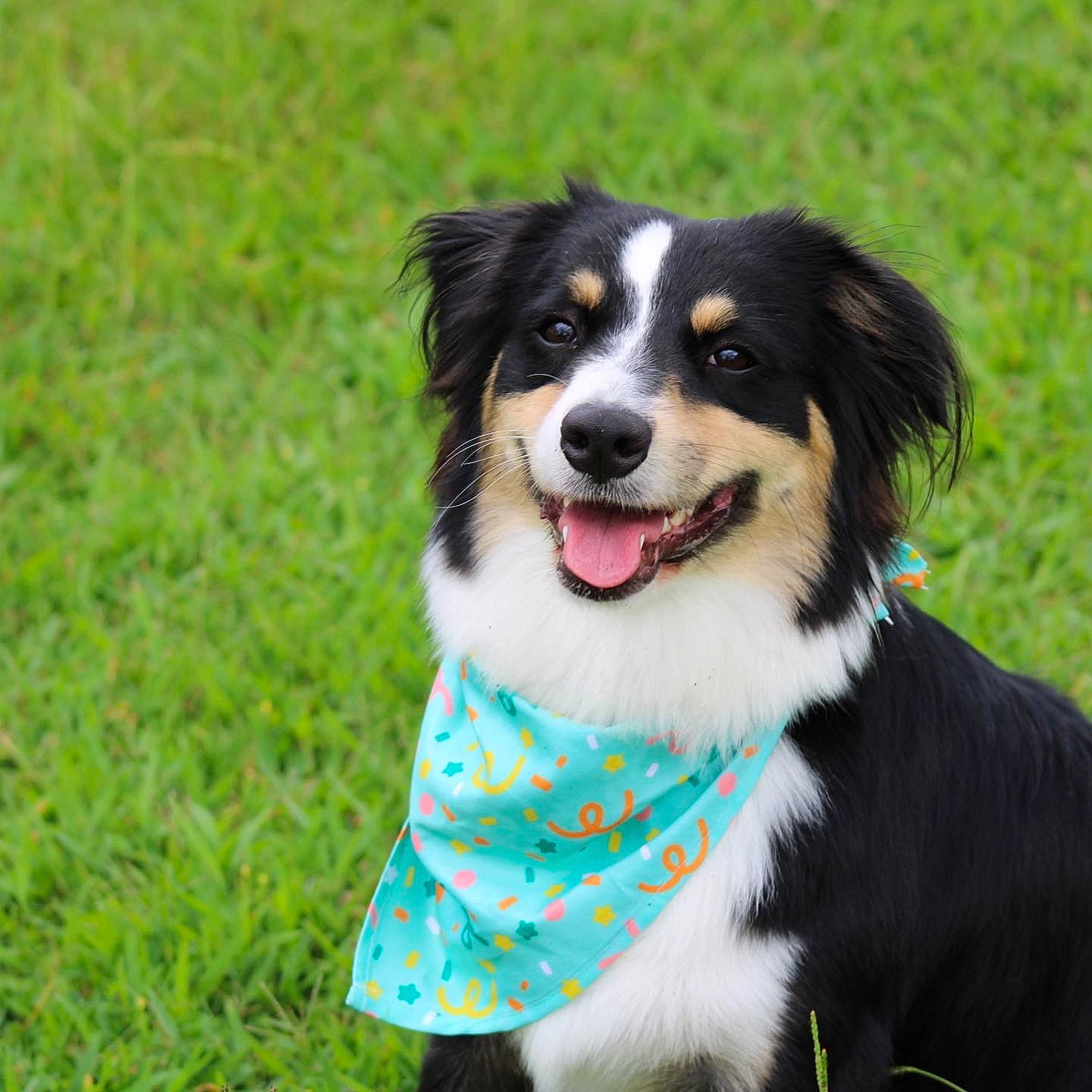 Lola joined the competition — help win amazing prizes! australian_shepherd, border_collie, canidae, carnivore, companion_dog, dog, dog_breed, grass, herding_dog, plant, sporting_group, working_dog