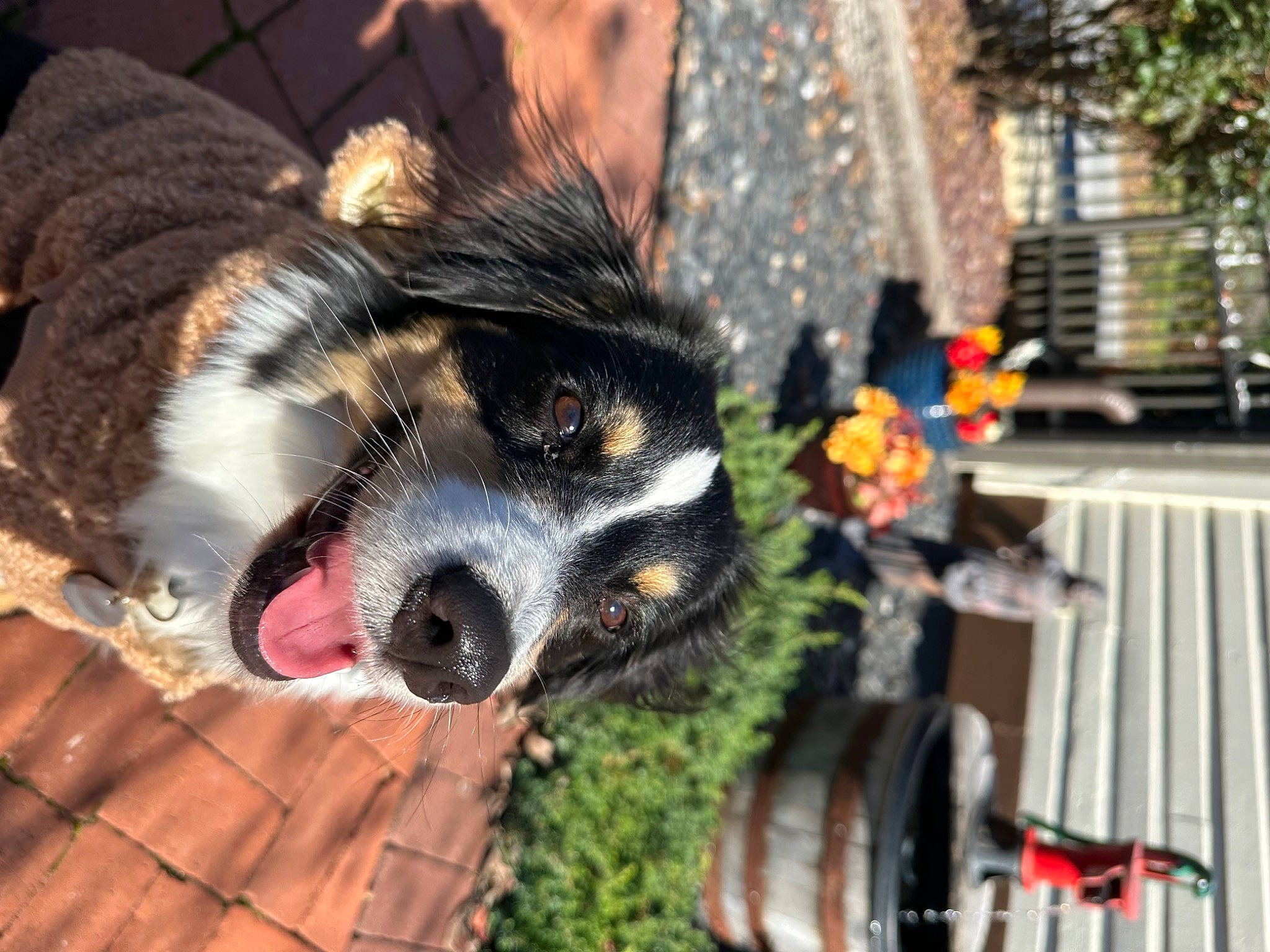 Lola is registered to the contest to win money with this photo: canidae, carnivore, claw, companion_dog, dog, dog_breed, fawn, felidae, fur, paw, plant, procyonidae, small_to_medium_sized_cats, sporting_group, tail, tree, whiskers, window, wood, working_dog