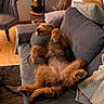 Tizzy a rejoint le concours — aidez-le/la à gagner de superbes lots ! belly, brown_fur, chair, couch, cozy, cushions, dog, fluffy, funny, home, indoor, living_room, paws, portrait, relaxed, rug, sleeping, sofa, upside_down, wooden_floor