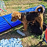 animals, black_dog, blue_tunnel, brown_dog, curly_tail, dog, fence, fur, grass, outdoor, pets, play_area, puppies, shredded_paper, sitting, standing, sunlight, tail, water_bottles, yard