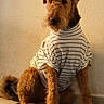 Tizzy a rejoint le concours — aidez-le/la à gagner de superbes lots ! animal, brown_fur, canine, clothing, collar, dog, fashionable, floor, floppy_ears, front_view, indoor, long_snout, pet, portrait, sitting, striped_shirt, terrier, wall, warm_lighting, wirehaired