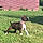 Dozer