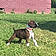 Dozer