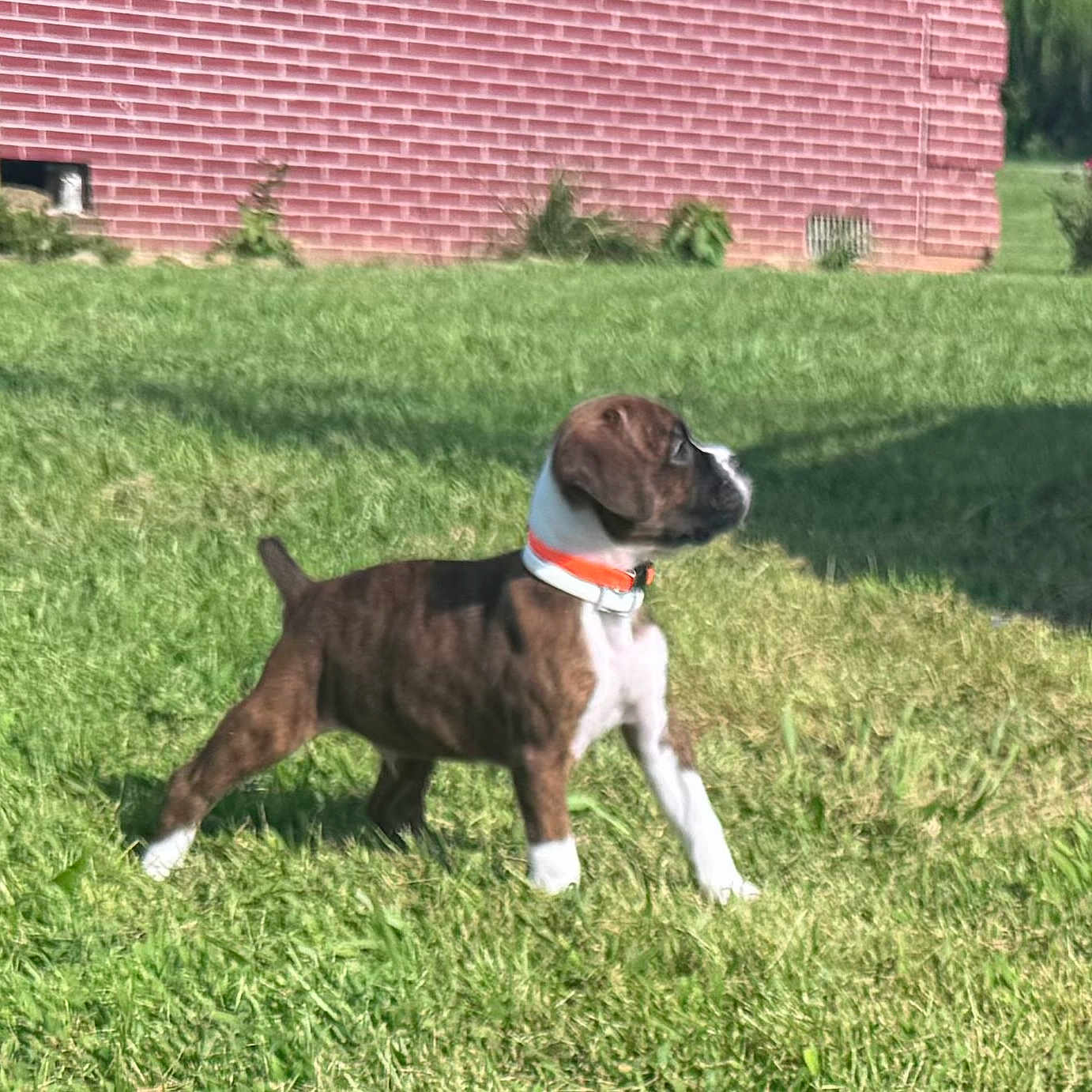 Dozer