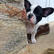 Ulysse a rejoint le concours — aidez-le/la à gagner de superbes lots ! puppy, dog, french_bulldog, black_and_white, pet, animal, portrait, close_up, outdoor, stone_wall, brick, door, shoe, sitting, peeking, ears, face, paws, curious, funny