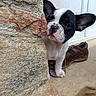 puppy, dog, french_bulldog, black_and_white, pet, animal, portrait, close_up, outdoor, stone_wall, brick, door, shoe, sitting, peeking, ears, face, paws, curious, funny