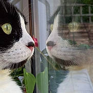 Flash joined the competition — help win amazing prizes! cat, black_and_white, reflection, window, close_up, whiskers, green_eyes, indoor, plant, nature, curious, pet, feline, face, profile, nose, fur, animal, domestic, portrait