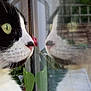 cat, black_and_white, reflection, window, close_up, whiskers, green_eyes, indoor, plant, nature, curious, pet, feline, face, profile, nose, fur, animal, domestic, portrait