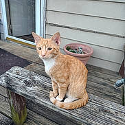 Cody joined the competition — help win amazing prizes! animal, cat, deck, ears, eyes, flowerpot, ginger_cat, house_exterior, orange_tabby, outdoor, pet, porch, portrait, sitting, striped_fur, tail, whiskers, white_chest, white_paws, wooden_bench