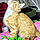 Cody