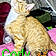 Cody
