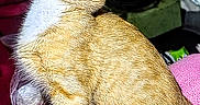 Cody joined the competition — help win amazing prizes! animal, butterfly, butterfly_sticker, cat, cozy, ears, feline, golden_fur, green_text, indoor, looking_up, lounging, pet, pink_blanket, portrait, sitting, tail, text_overlay, whiskers, white_chest