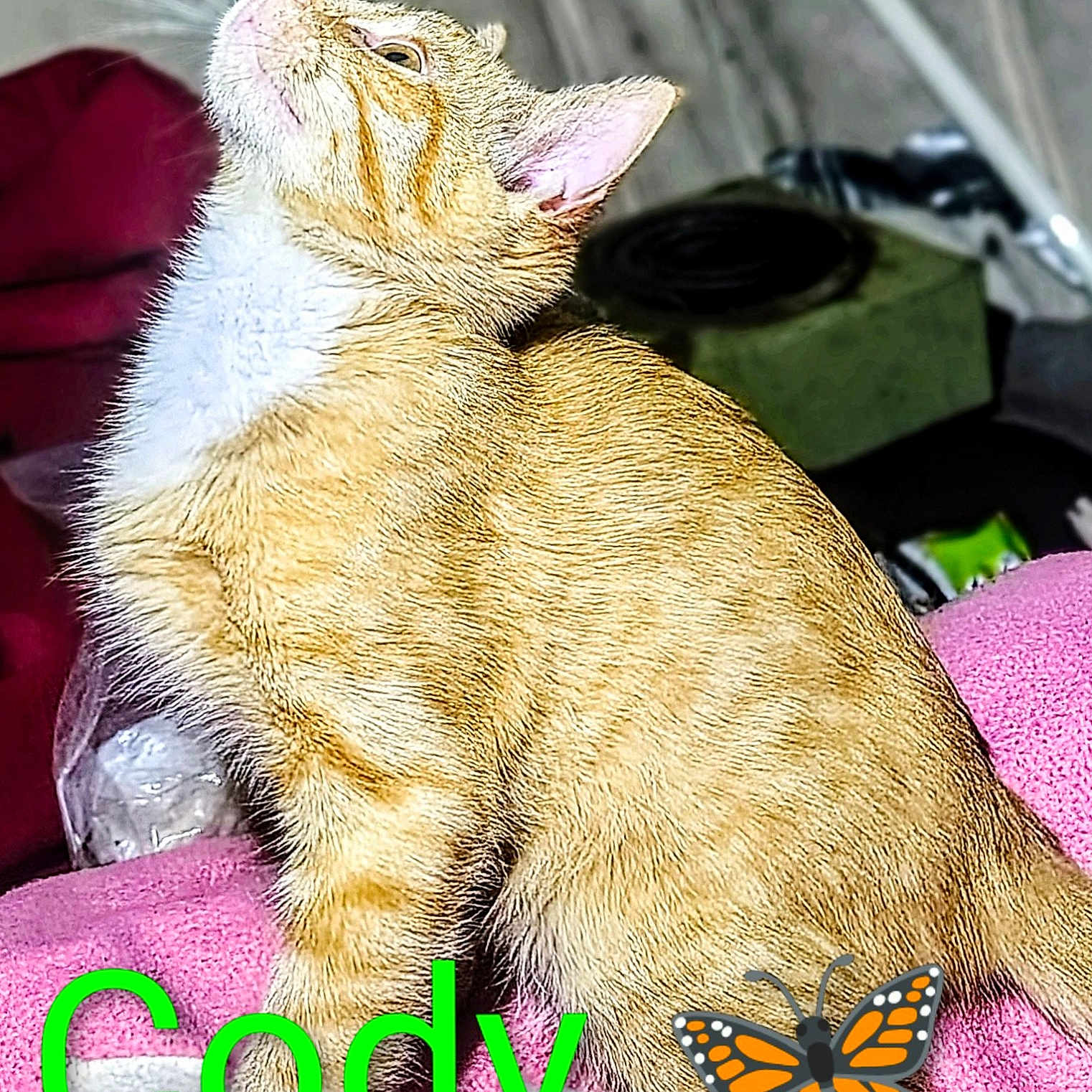Cody