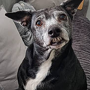 Geisha a rejoint le concours — aidez-le/la à gagner de superbes lots ! animal, black_and_white, blanket, canine, closeup, companion, couch, cute, dog, domestic, ears, expression, face, fur, indoors, pet, pillow, portrait, sitting, underbite