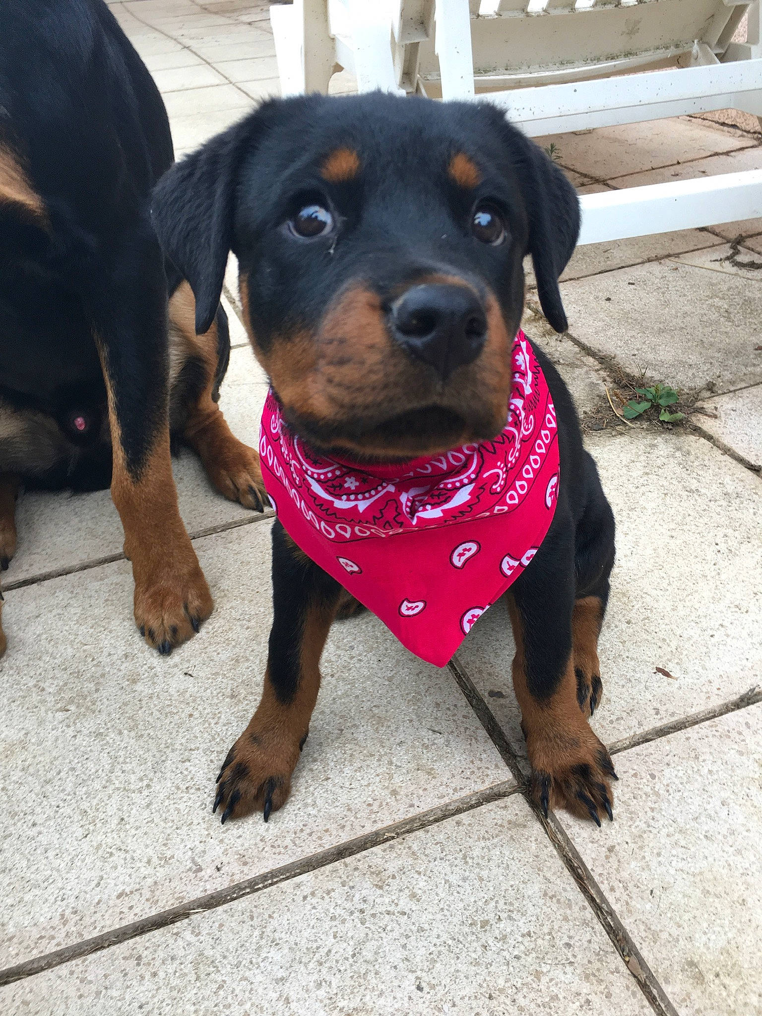 Hermès a rejoint le concours — aidez-le/la à gagner de superbes lots ! art, canidae, carnivore, collar, companion_dog, dog, dog_breed, dog_collar, dog_supply, fawn, guard_dog, liver, molosser, pet_supply, rottweiler, sitting, snout, sporting_group, working_animal, working_dog