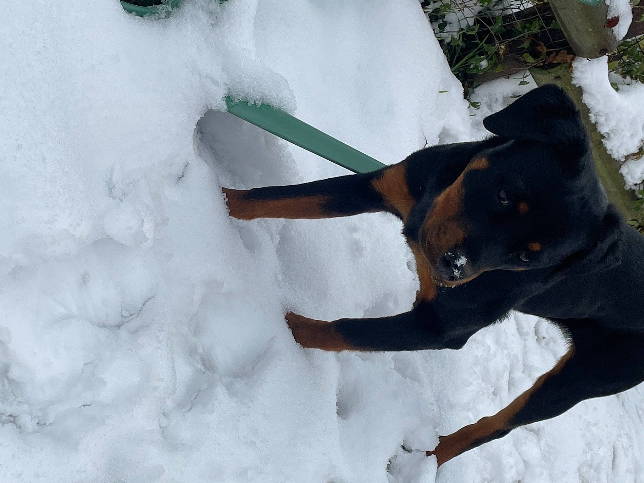 Hermès participe au concours pour gagner de l'argent avec cette photo : carnivore, collar, dobermann, dog, dog_breed, dog_collar, dog_supply, event, freezing, geological_phenomenon, guard_dog, pet_supply, plant, precipitation, slope, snow, tail, winter, working_animal, working_dog