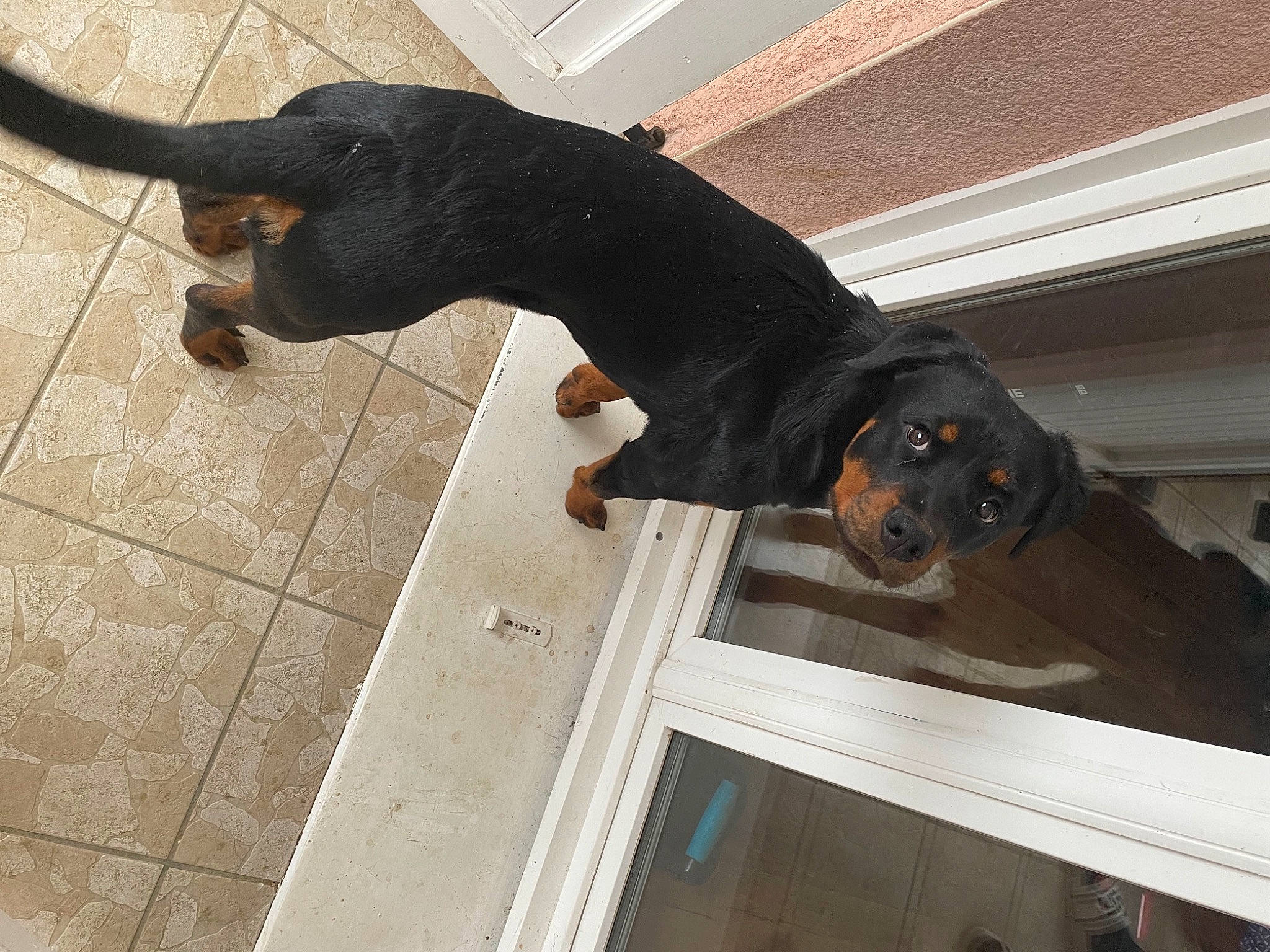 Hermès a rejoint le concours — aidez-le/la à gagner de superbes lots ! black, canidae, carnivore, companion_dog, composite_material, dog, dog_breed, fawn, floor, flooring, fur, liver, mammal, pet_supply, snout, sporting_group, tail, vertebrate, wood, working_animal
