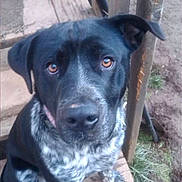 Shasta is registered to the contest to win money with this photo: dog, black, white, brown_eyes, sitting, wooden_step, outdoor, pet, animal, fur, ears, looking_up, close_up, companion, canine, nature, grass, dirt, step, portrait