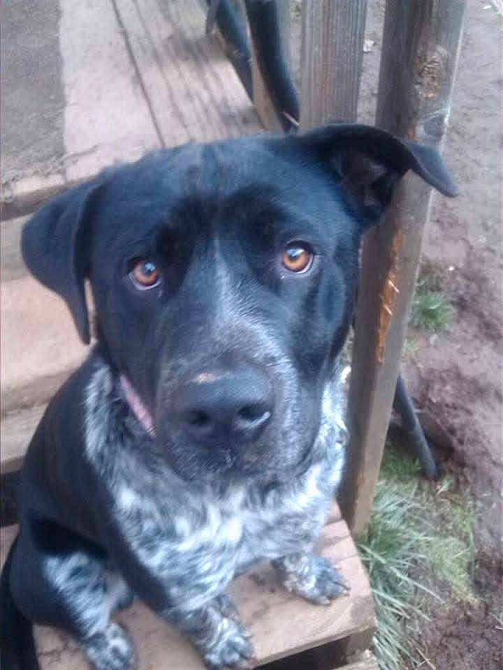 Shasta is registered to the contest to win money with this photo: dog, black, white, brown_eyes, sitting, wooden_step, outdoor, pet, animal, fur, ears, looking_up, close_up, companion, canine, nature, grass, dirt, step, portrait