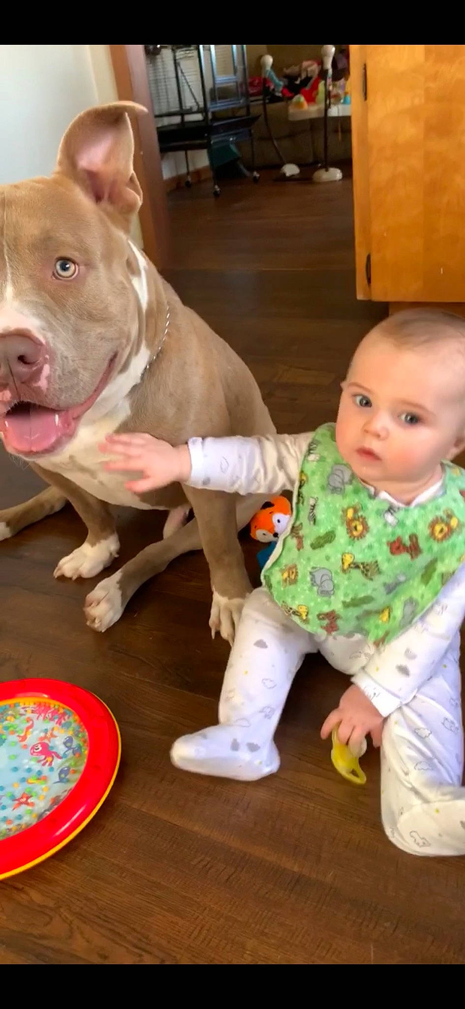 Konnor is registered to the contest to win money with this photo: american_bulldog, american_pit_bull_terrier, american_staffordshire_terrier, baby, canidae, carnivore, child, companion_dog, dog, dog_breed, fawn, non_sporting_group, person, pit_bull, snout, toddler