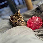 Sugar joined the competition — help win amazing prizes! kitten, cat, tabby, domestic_cat, pet, kitten_face, whiskers, ears, pink_ball, toy, blanket, bed, cozy, shallow_depth_of_field, bokeh, indoor, curious, close_up, striped_fur, soft_toy