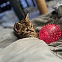 kitten, cat, tabby, domestic_cat, pet, kitten_face, whiskers, ears, pink_ball, toy, blanket, bed, cozy, shallow_depth_of_field, bokeh, indoor, curious, close_up, striped_fur, soft_toy