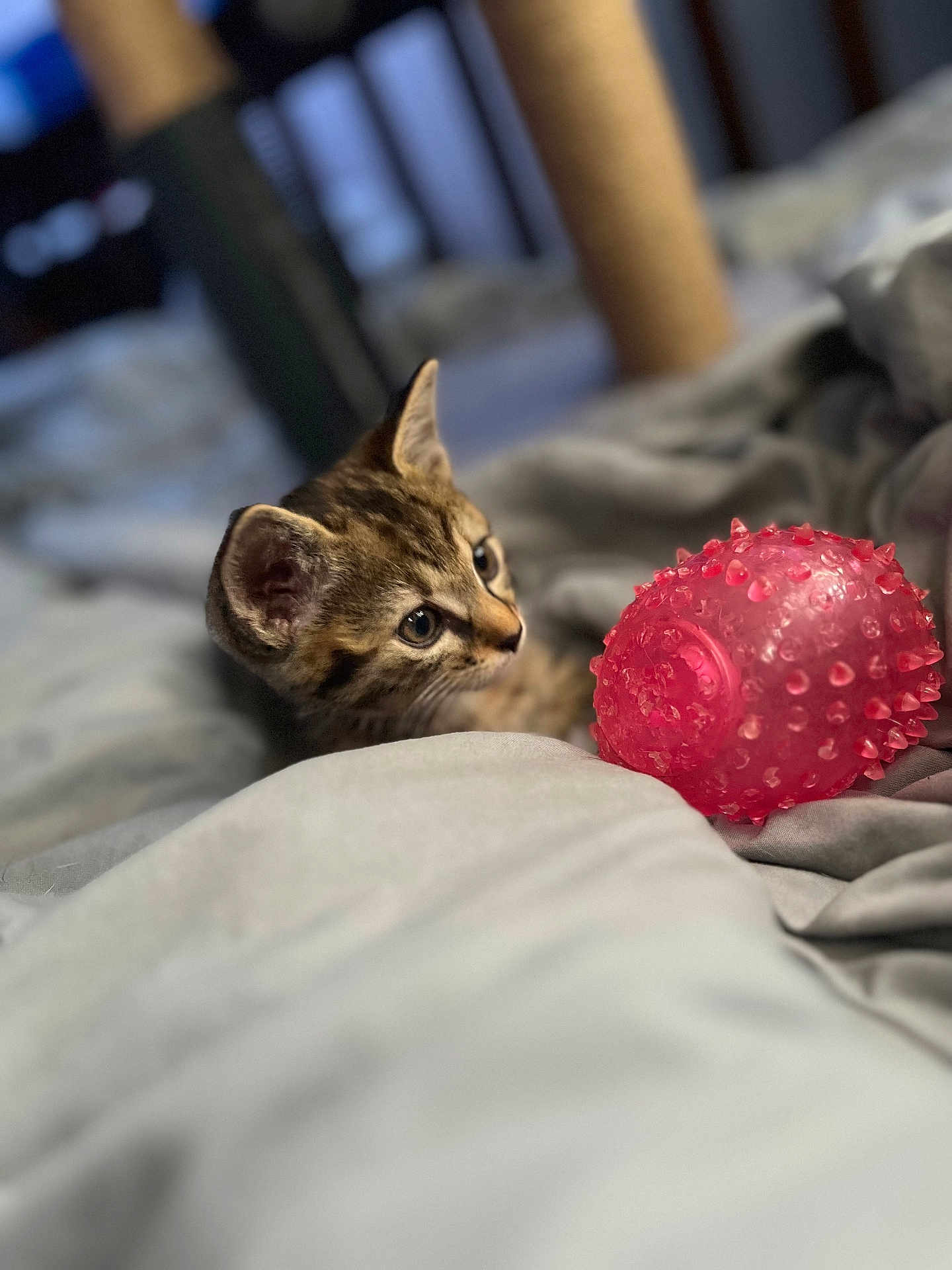Sugar joined the competition — help win amazing prizes! kitten, cat, tabby, domestic_cat, pet, kitten_face, whiskers, ears, pink_ball, toy, blanket, bed, cozy, shallow_depth_of_field, bokeh, indoor, curious, close_up, striped_fur, soft_toy