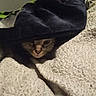 animal, bedspread, blanket, cat, comfort, cozy, cute, domestic_animal, feline, fur, hidden, indoor, peeking, pet, resting, shadow, sleepy, soft, texture, warm
