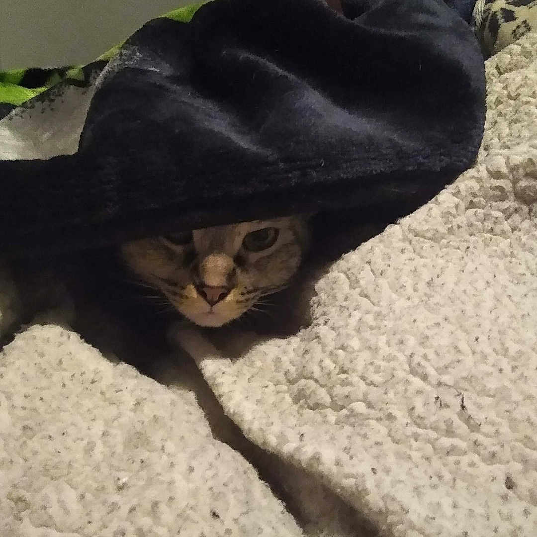 Turbie is registered to the contest to win money with this photo: animal, bedspread, blanket, cat, comfort, cozy, cute, domestic_animal, feline, fur, hidden, indoor, peeking, pet, resting, shadow, sleepy, soft, texture, warm
