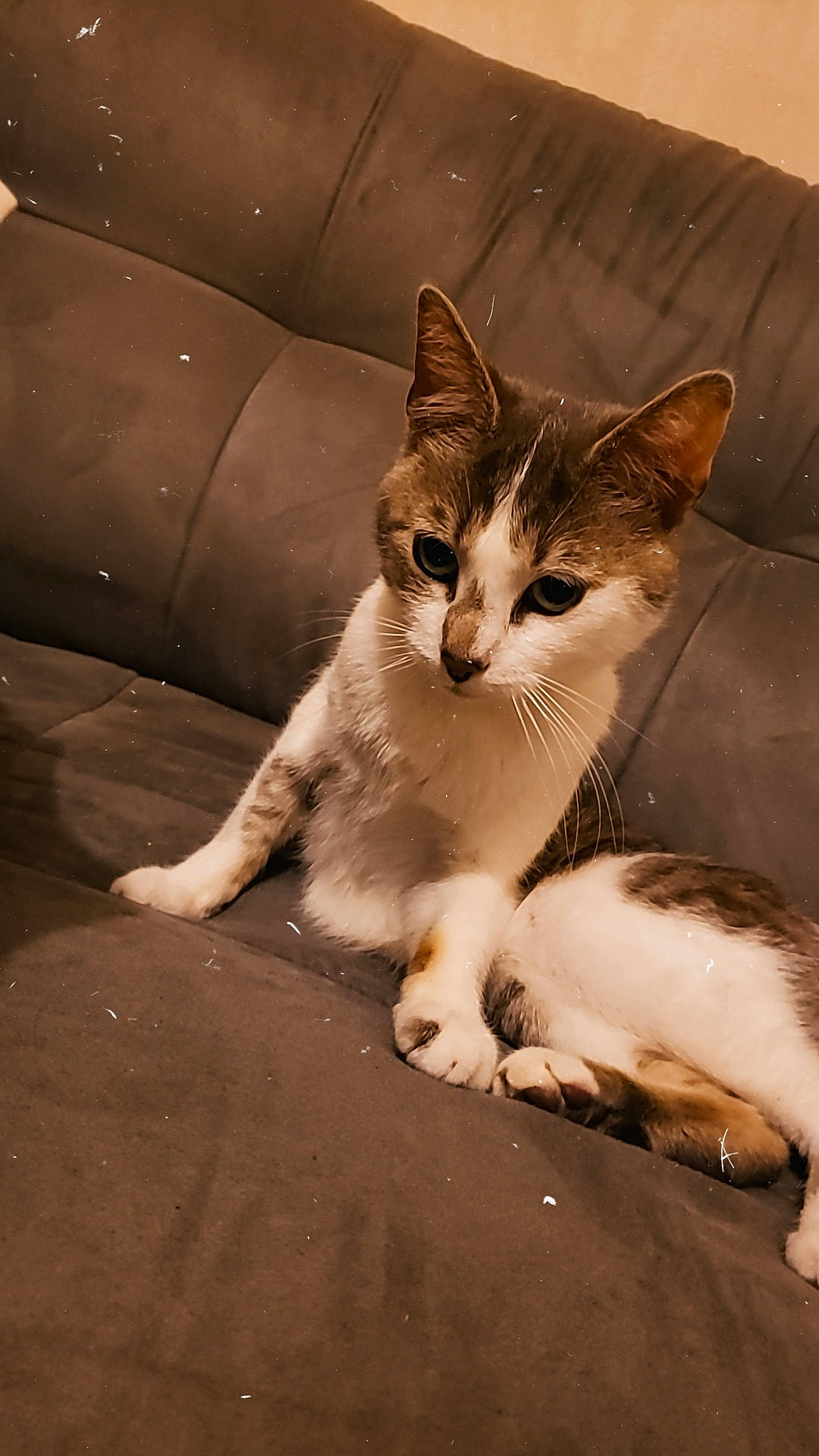 Osiris a rejoint le concours — aidez-le/la à gagner de superbes lots ! carnivore, cat, claw, comfort, domestic_short_haired_cat, felidae, foot, fur, human_leg, paw, sitting, small_to_medium_sized_cats, tail, tints_and_shades, whiskers, window, windshield