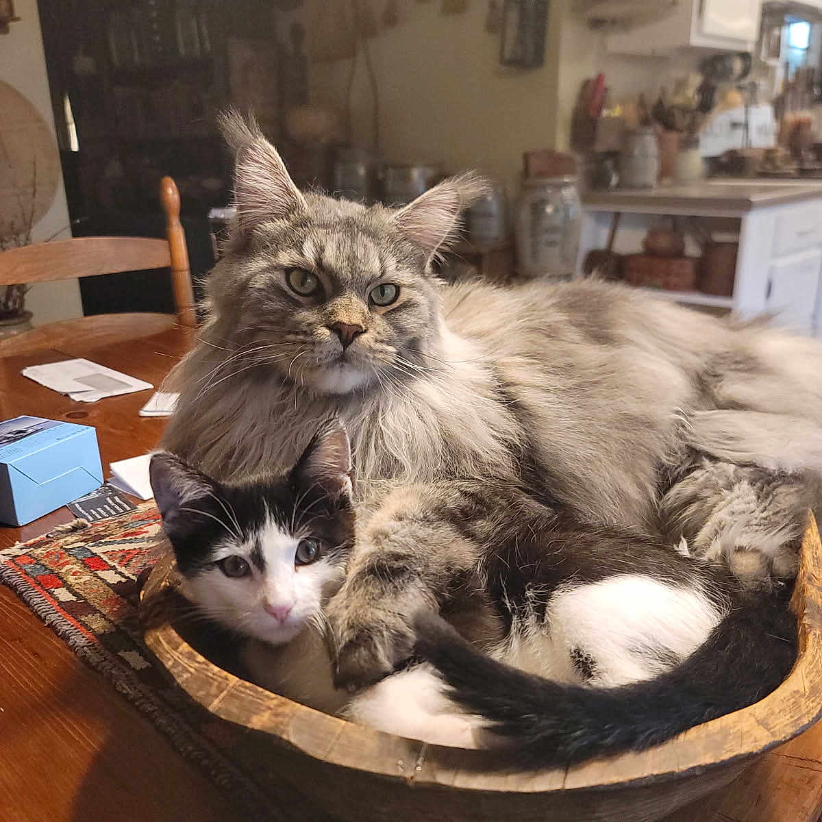 Samson joined the competition — help win amazing prizes! cat, kitten, animal, pet, feline, fluffy, wooden_bowl, table, indoor, cozy, snuggling, domestic, cute, resting, curious, fur, black_and_white, gray, kitchen, home