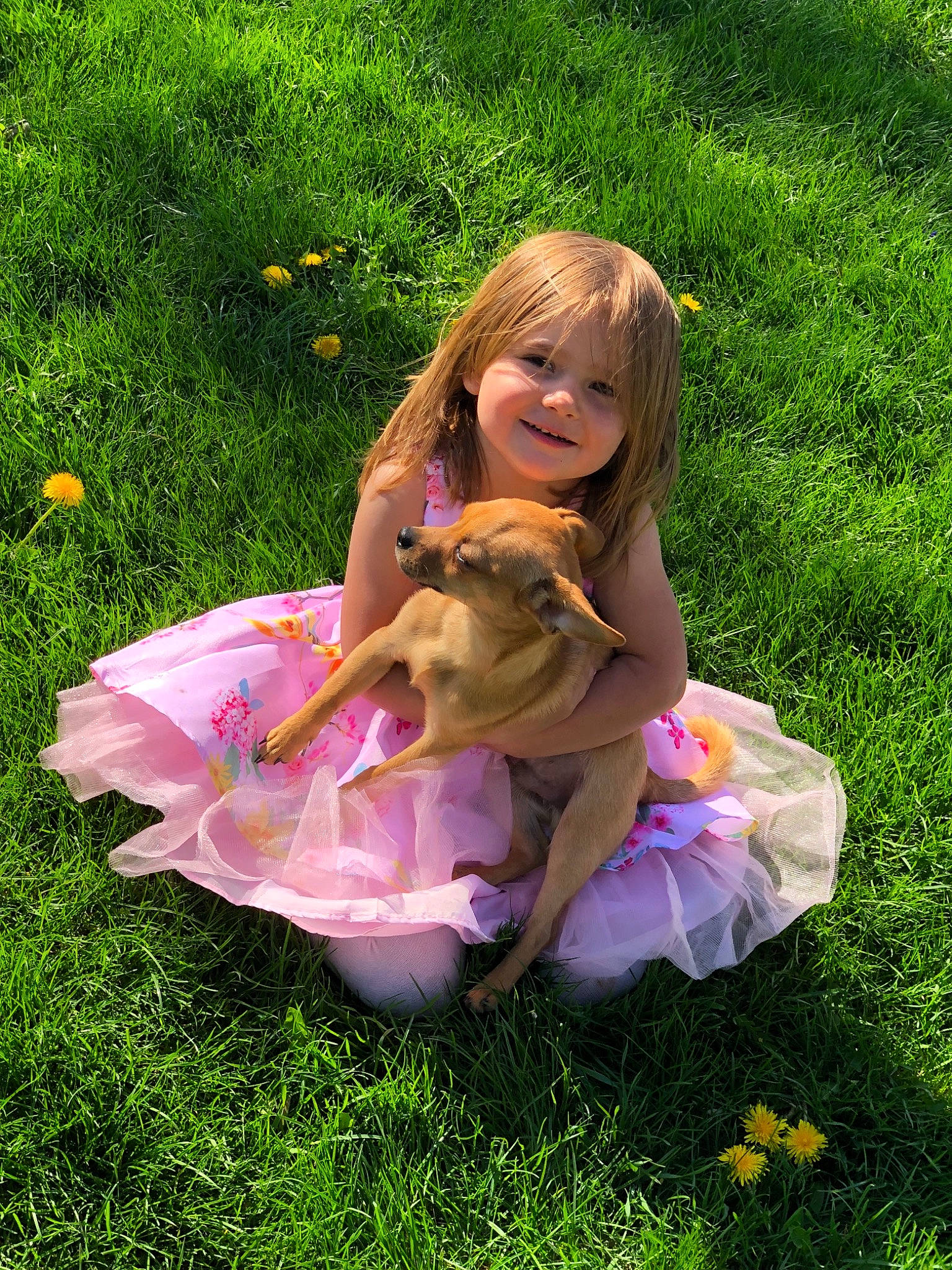 Temperance joined the competition — help win amazing prizes! canidae, dog, doll, fawn, flower, grass, happy, joy, lawn, meadow, person, plant, play, sitting, sporting_group, weimaraner, wildflower
