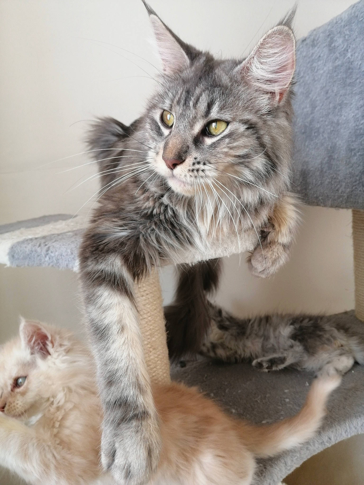 Oxane participe au concours pour gagner de l'argent avec cette photo : asian_semi_longhair, british_semi_longhair, carnivore, cat, domestic_long_haired_cat, domestic_short_haired_cat, european_shorthair, felidae, kitten, maine_coon, mammal, norwegian_forest_cat, oriental_longhair, polydactyl_cat, ragamuffin, siberian, small_to_medium_sized_cats, tabby_cat, vertebrate, whiskers