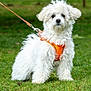 Luz participe au concours pour gagner de l'argent avec cette photo : dog, white_dog, fluffy, pet, animal, outdoor, grass, leash, harness, cute, small_dog, mammal, canine, park, nature, friendly, fur, standing, alert, companion