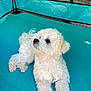 dog, white_dog, fluffy, pet, mammal, canine, lying_down, outdoor, fence, turquoise_mat, curious, paw, fur, animal, companion, cute, domestic_animal, resting, play_area, looking_up