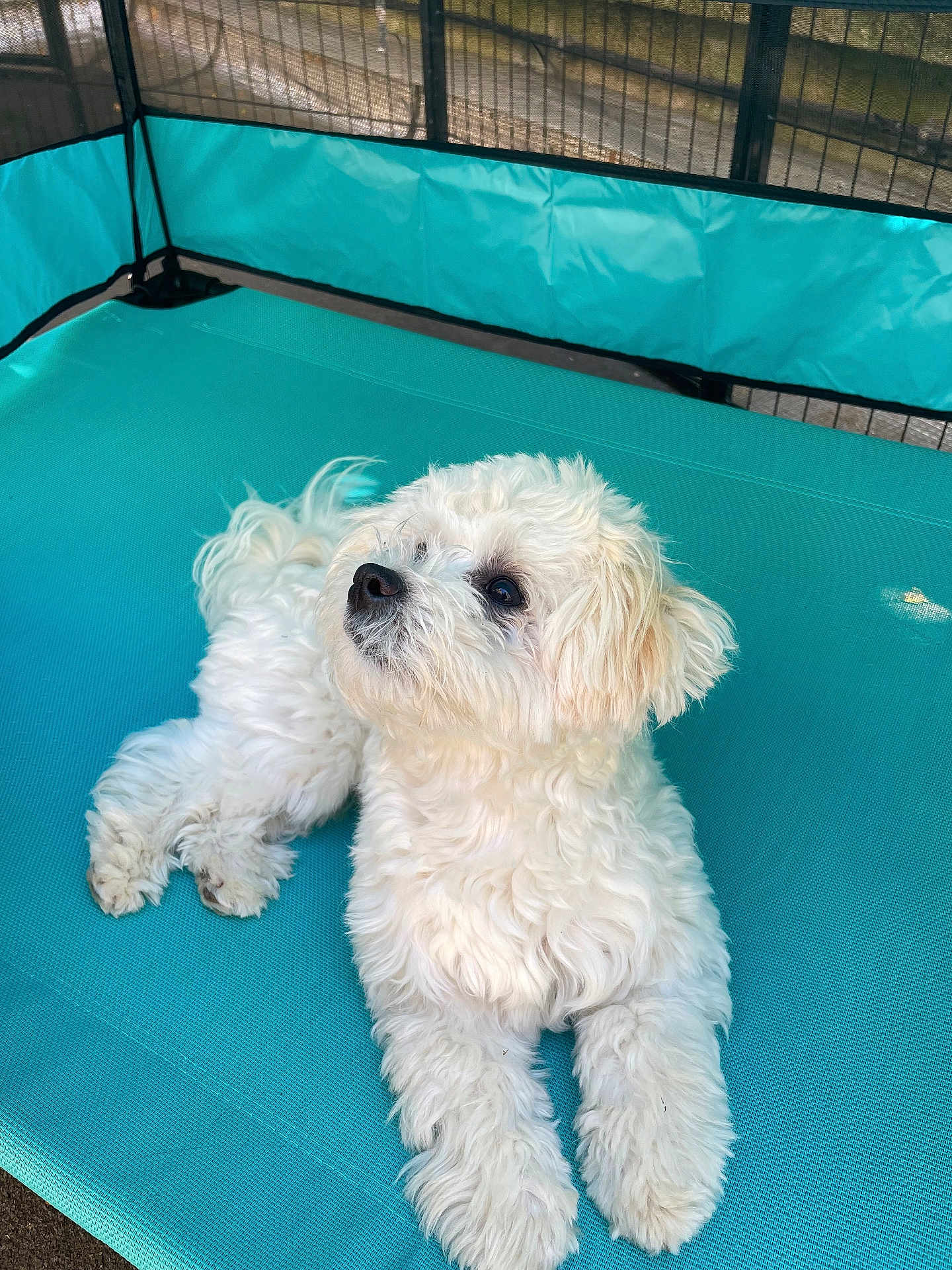 Luz participe au concours pour gagner de l'argent avec cette photo : dog, white_dog, fluffy, pet, mammal, canine, lying_down, outdoor, fence, turquoise_mat, curious, paw, fur, animal, companion, cute, domestic_animal, resting, play_area, looking_up