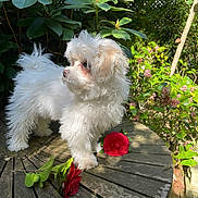 Luz a rejoint le concours — aidez-le/la à gagner de superbes lots ! dog, puppy, white_fur, fluffy, outdoor, garden, plants, greenery, wooden_table, flower, red_flower, sunlight, nature, pet, small_dog, cute, adorable, fur, standing, daylight