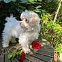 dog, puppy, white_fur, fluffy, outdoor, garden, plants, greenery, wooden_table, flower, red_flower, sunlight, nature, pet, small_dog, cute, adorable, fur, standing, daylight
